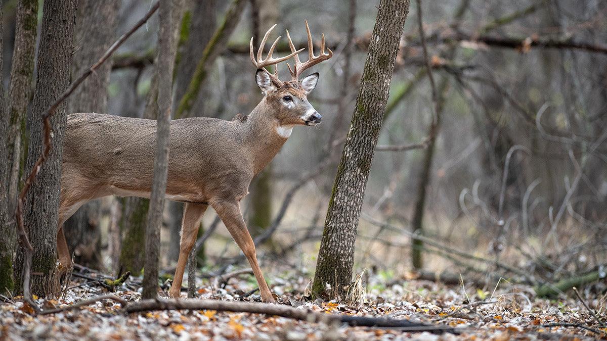 Hunting Season Preparation: Essential Gear and Tips - Apex Firearms and Defence